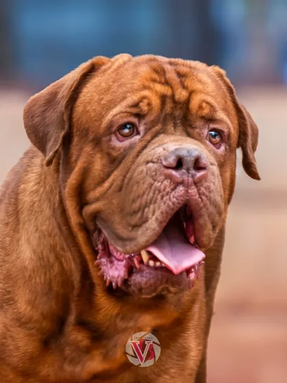 A close-up portrait of Rex, showing off his expressive, wrinkly face.