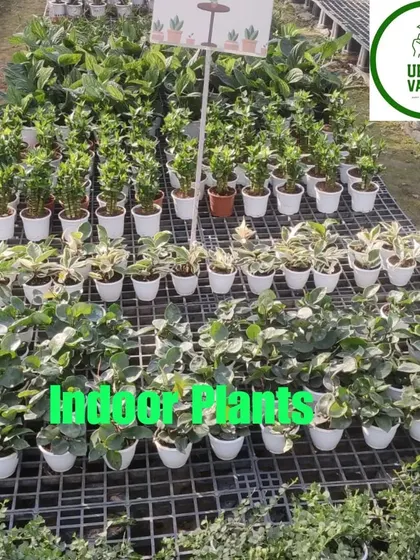 Small indoor plants like Ficus Ginseng and Peperomia displayed on a rack.