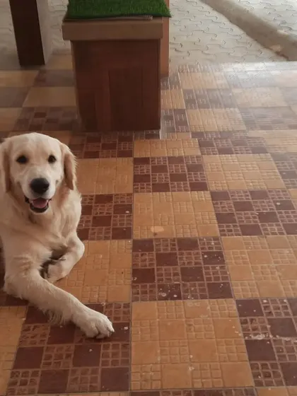 A happy golden retriever lying on the clean, checkered tile floor indoors.