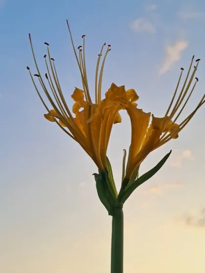 This is a Spider Lily, a unique flower that blooms from a bulb.