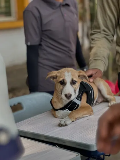A shy but sweet puppy waiting patiently at our adoption drive. Each one has a story and is waiting for their new chapter to begin.