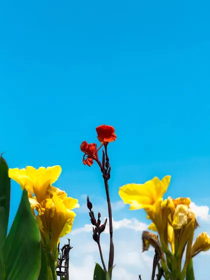 Bright flowers against a blue sky. The preset saturates the primary colors, making them pop for a very vibrant, high-contrast look.