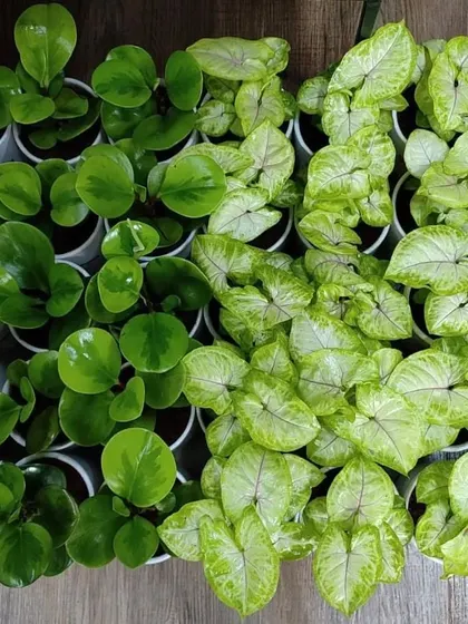 An overhead view of a large order of Peperomia and Syngonium plants being prepared for a corporate client. We can handle bulk orders for any occasion.