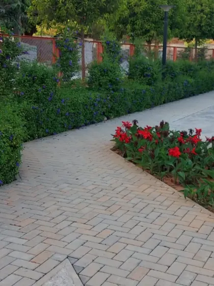 A brick herringbone pathway in a park, lined with flowering red Canna lilies and neatly trimmed hedges. The combination of color and texture creates a beautiful walkway.