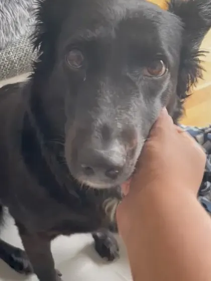 Look at that trusting face. Zuki, who once disliked being touched, now leans in for affection. It's a journey, but it's so worth it.