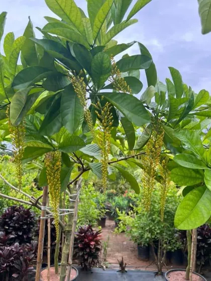 A flowering tree with beautiful hanging yellow blossoms, available at my nursery.