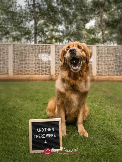 Grey looks very excited about the news! Including your pet in milestone announcements makes them even more special and memorable.
