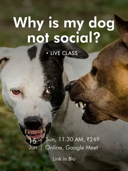 Does your dog seem anti-social? Our 'Why is my dog not social?' live class is designed to help you understand and address dog-to-dog reactivity. Learn from an expert how to make social situations more positive for your dog.
