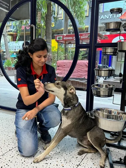 Tyson learning to gently take a treat, a sign of the trust and training he has received from our dedicated team.