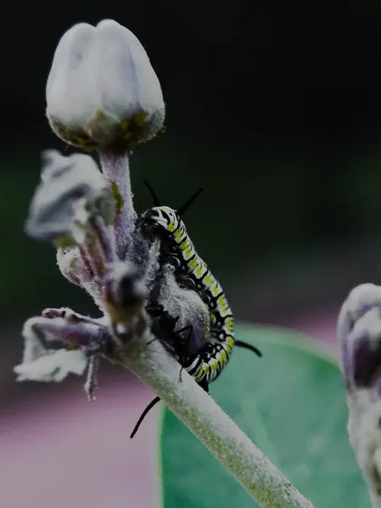 A caterpillar climbing on a flower bud. This shot captures a moment in the life cycle of a butterfly.