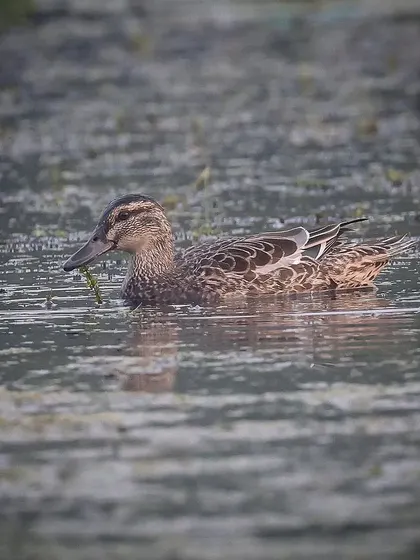 A Garganey duck, a migratory species that breeds in Europe and winters in Africa, India, and Australia. This one, likely a female or non-breeding male, was seen in a lake in Mumbai.