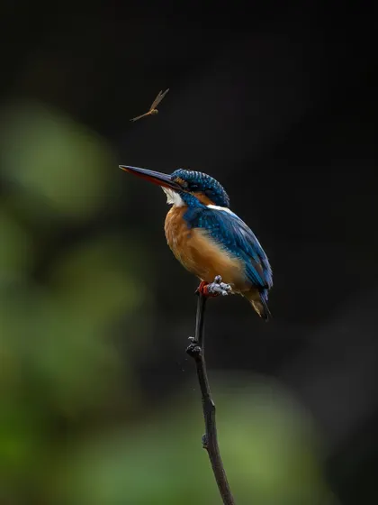 A Common Kingfisher eyes a tiny insect, a moment of intense focus before the hunt. The dark background makes the bird's vibrant blue and orange plumage pop.