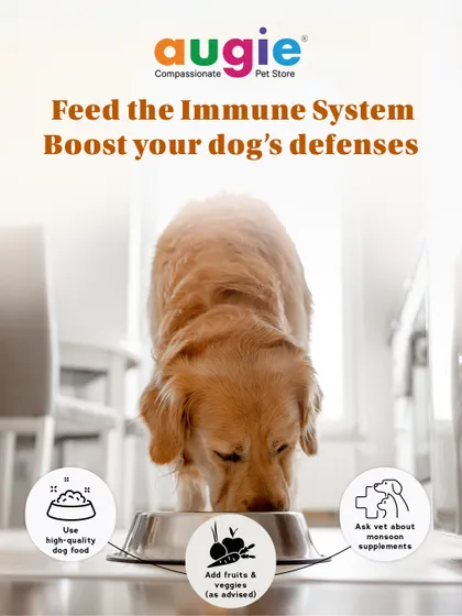 To boost your dog's immune system during monsoon, focus on their diet. Use high-quality dog food, add fruits and veggies as advised by your vet, and consider monsoon-specific supplements.