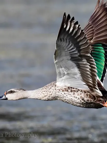 The upstroke in a bird's flight, seen here on a Spot-billed Duck. You can observe the twist and turn of the feathers, a complex interplay with the air that provides lift and propulsion. It is this tandav of weightless feathers with invisible air that is the secret to flight.