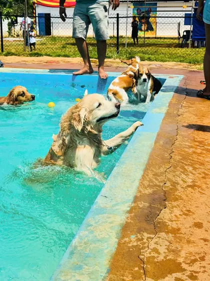 A Golden Retriever getting ready to hop out while other dogs, including a Beagle, play in the water. It's a real pool paw-ty.