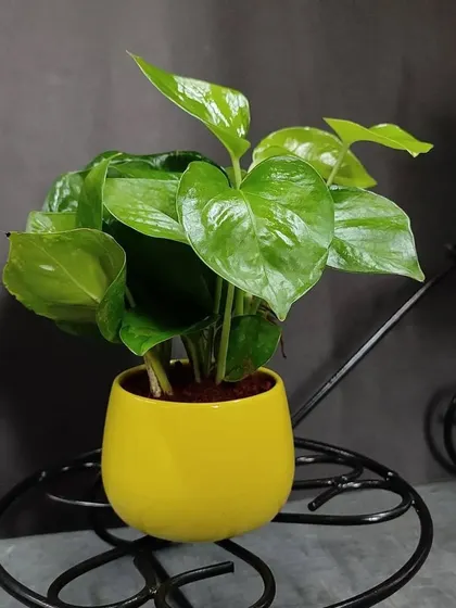 Another angle of the Money Plant in the yellow pot, showing its full, healthy foliage. It's a classic choice for a housewarming gift.