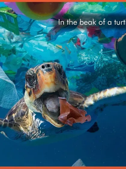Plastic does not belong in the beak of a sea turtle. Single-use plastic causes immense harm to wildlife when it ends up in our oceans and natural habitats.