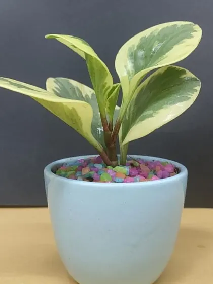 A variegated Peperomia in a light blue pot, topped with colorful pebbles. This is a cheerful and low maintenance gift, perfect for a friend's desk.