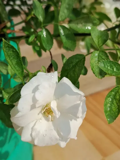 A single white rose with water droplets.