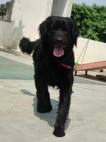 Another happy resident of our 'safespace'. We ensure these guests feel secure and relaxed without the stress of interacting with other dogs.
