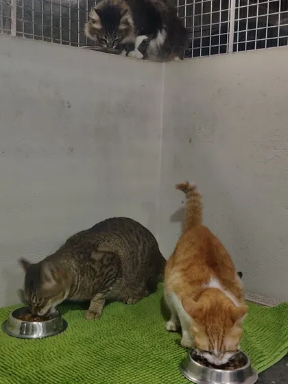 Three friends having their meal. Two are eating on the floor while another watches from a ledge above. Everyone gets their turn.