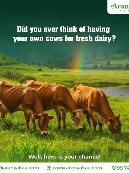 Have you ever thought of having your own cows for fresh, organic dairy? At my farms, this is a real possibility, connecting you directly to the source of your food.