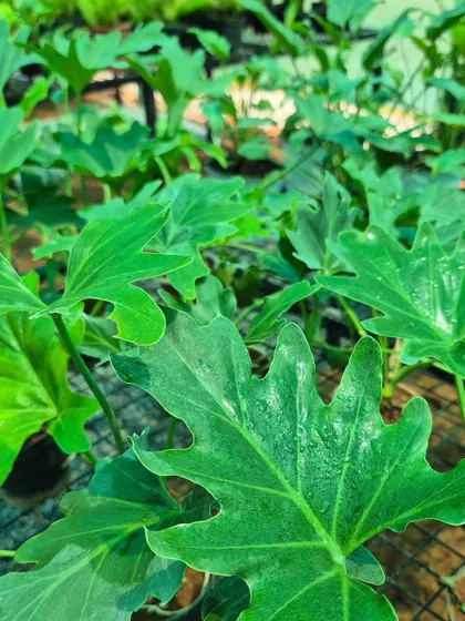The Philodendron Selloum has large, deeply lobed leaves that create a bold, jungle-like feel. It's a statement plant that brings a dramatic touch of nature indoors.