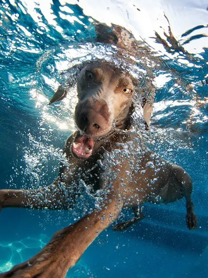 A Weimaraner gracefully gliding through the water. These sessions can also capture the elegant and serene side of your pet's swimming style.