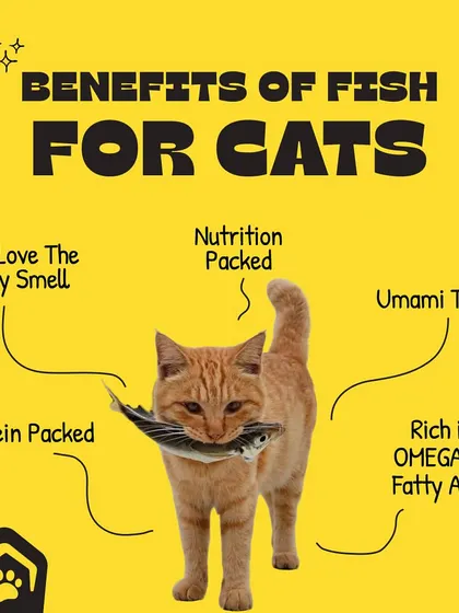 Ever wonder why cats love fish so much? It's not just the smell. This graphic explains the nutritional benefits, including being packed with protein and rich in Omega-3 fatty acids.