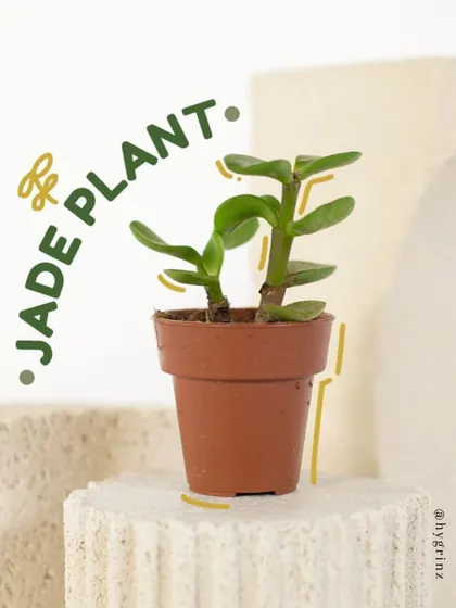 A small Jade Plant, known as a symbol of good luck. These succulents are incredibly easy to care for and can grow into impressive tree-like structures over time.