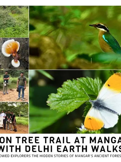 A collage from our monsoon tree trail at Mangar Bani, showing the group, the forest, and some of the amazing biodiversity spotted, including the Indian Pitta and unique fungi.