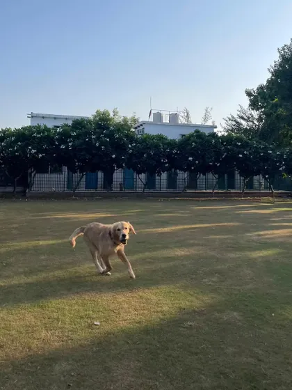 A Labrador caught mid-run, showing pure joy and energy. This is the kind of happiness we strive to provide for every pet that visits us.