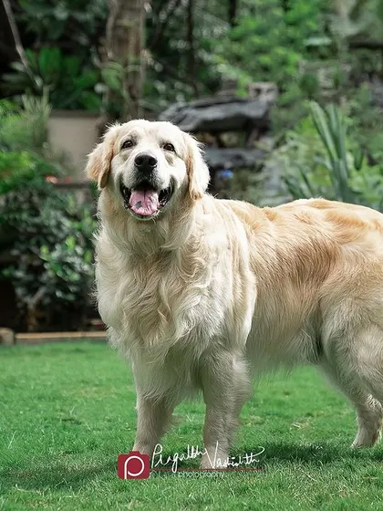 This majestic Golden Retriever, Leo, standing proudly in his garden. Outdoor portraits showcase your pet in their familiar environment, looking happy and confident.