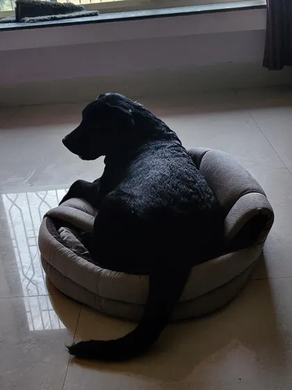 This handsome black Labrador has claimed his spot. We provide comfy dog beds, but they are always welcome on our furniture too.