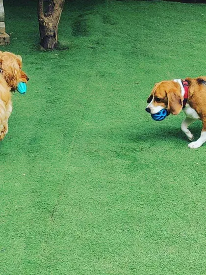 Sharing is caring, but my toy is my toy! A Golden Retriever and a Beagle each have their own ball, getting ready for a game of fetch.