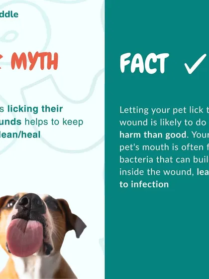 Myth: Letting a pet lick their wound helps it heal. Fact: A pet's mouth contains bacteria that can cause a wound to become infected. It's always better to keep it clean and prevent licking.