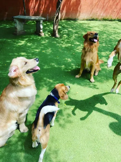 Soaking up the sun and good vibes. A group of dogs, including a Golden Retriever and a Beagle, enjoying a sunny day in our outdoor play area.