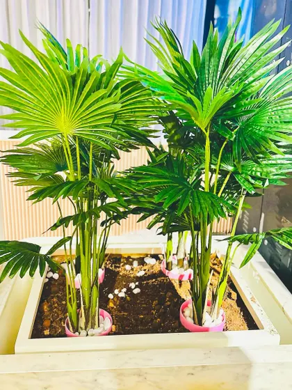 These large artificial fan palms are set in a modern planter, ideal for adding a tropical feel to spacious interiors like hotel lobbies or large living rooms. They are tall and impressive, making them a great choice for filling empty corners with vibrant greenery.