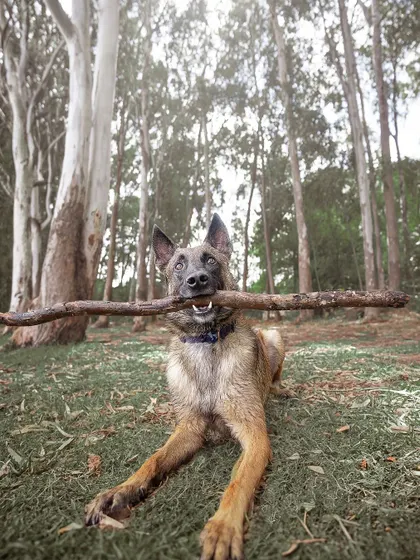 The classic "branch manager" pose. Floyd looks so happy with his oversized stick, a perfect capture from our outdoor adventure.