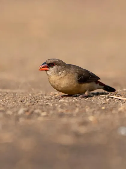 A female Red Avadavat. While not as colourful as the male, her subtle patterns and markings are beautiful in their own right.