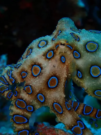 It's not always about the big stuff. Look at this incredible Blue-Ringed Octopus we found in Malapascua. It's a reminder that the reef is full of tiny, fascinating, and sometimes dangerously beautiful creatures.