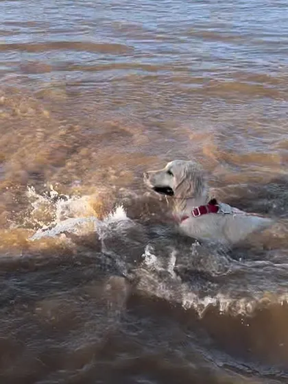 A happy, muddy dog is the sign of a great day. These pictures were taken during an advanced scent detection course, where water play was a well-deserved reward.