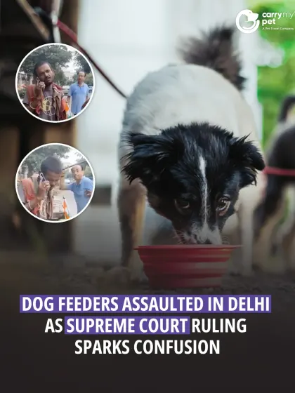 Confusion over a Supreme Court ruling has unfortunately led to assaults on dog feeders in Delhi. It's a tense situation, highlighting the need for clear communication and fair application of the law.