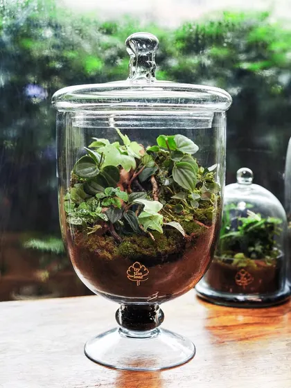 This elegant footed apothecary jar terrarium brings a sense of tranquility to any space. It's a classic shape that beautifully showcases the miniature garden within.