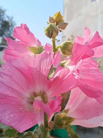 Hollyhocks blooming against a clear sky.