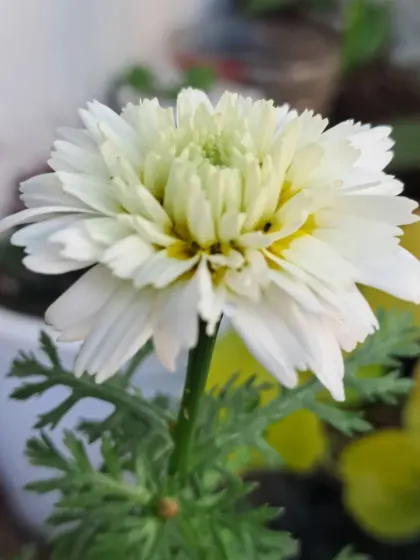 A young white winter flower just opening up.