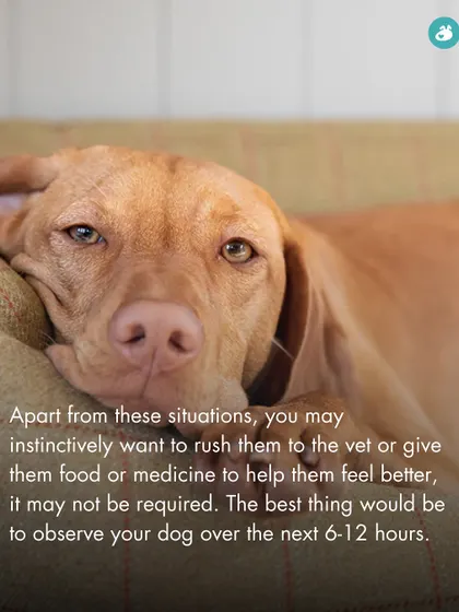 While your first instinct might be to rush to the vet, mild diarrhea often resolves on its own. This post advises observing your dog for 6-12 hours before intervening, unless there are other worrying symptoms.