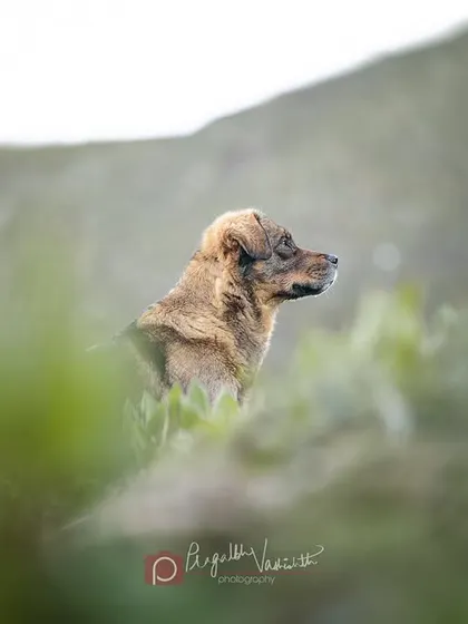 A profile shot of the guardian dog, ever vigilant. I couldn't learn his name, but I'll never forget his quiet dedication.
