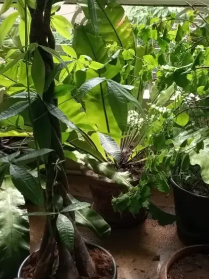 A dense and jungle-like balcony garden filled with a variety of large-leaf plants. We help maintain such collections, ensuring each plant has enough space and resources.