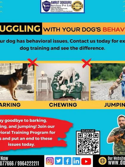 Are you struggling with your dog's behavior, such as barking, chewing, or jumping? These are correctable issues. My behavioral training program is designed to put an end to these problems by teaching your dog better manners.